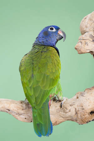 Blue Headed Pionus portrait over a green backgroundの写真素材