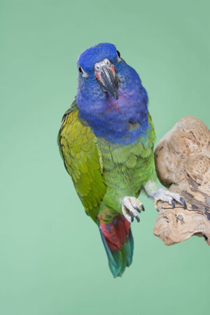 Blue Headed Pionus portrait over a green backgroundの写真素材