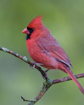 Northern Cardinal perched on a branchの写真素材