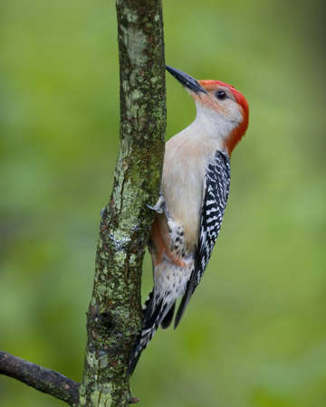 Red Bellied Woodpecker perched on a treeの写真素材