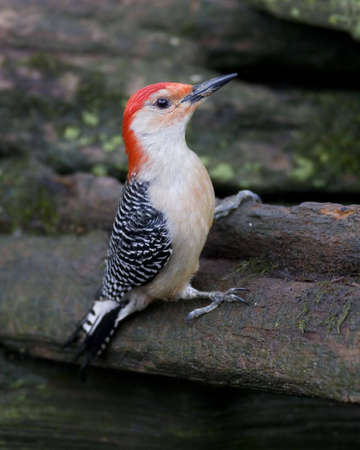Red Bellied Woodpecker on a fallen logの写真素材
