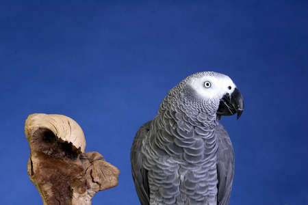 African Grey Parrot portraitの写真素材