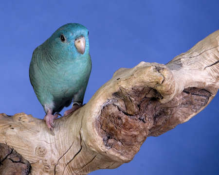 Lineolated Parakeet portraitの写真素材