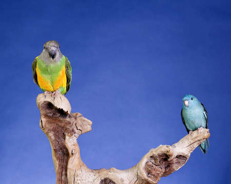 Lineolated Parakeet and Senegal Parrot portraitの写真素材