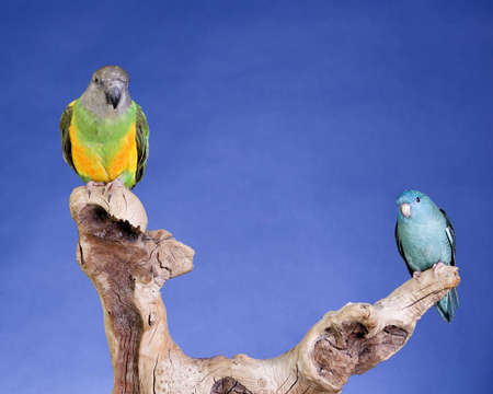 Lineolated Parakeet and Senegal Parrot portraitの写真素材