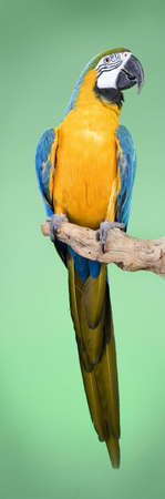 Blue and Gold Macaw portraits over a green backgroundの写真素材
