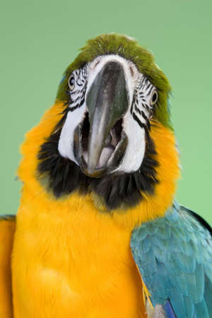 Blue and Gold Macaw portraits over a green backgroundの写真素材