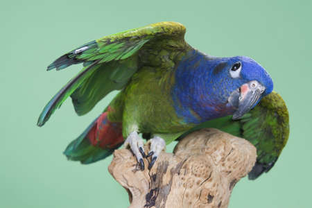 Blue Headed Pionus portrait over a green backgroundの写真素材
