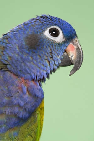 Blue Headed Pionus portrait over a green backgroundの写真素材