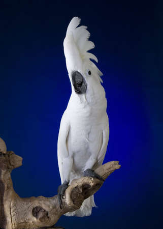 White umbrella cockatoo  portrait over blue and black backgroundの写真素材