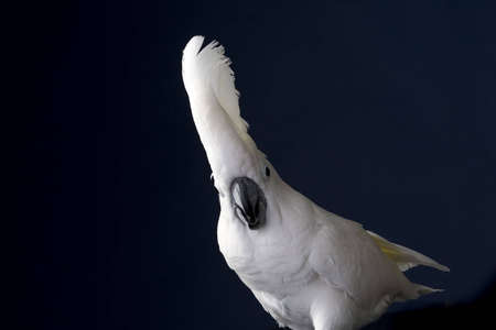 White umbrella cockatoo  portrait over blue and black backgroundの写真素材