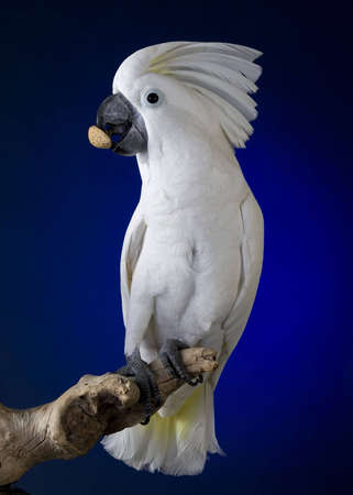 White umbrella cockatoo  portrait over blue and black backgroundの写真素材