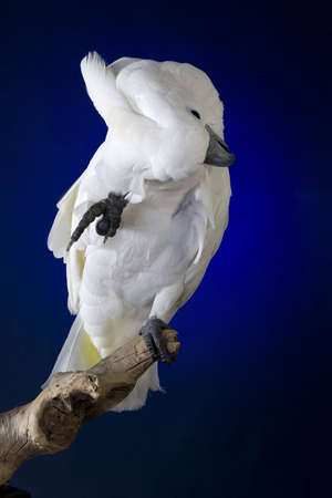 White umbrella cockatoo  portrait over blue and black backgroundの写真素材