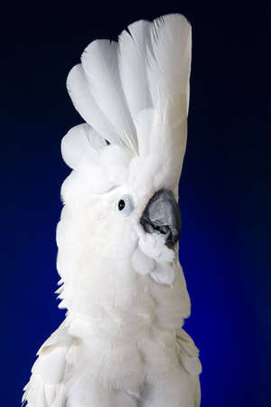 White umbrella cockatoo  portrait over blue and black backgroundの写真素材