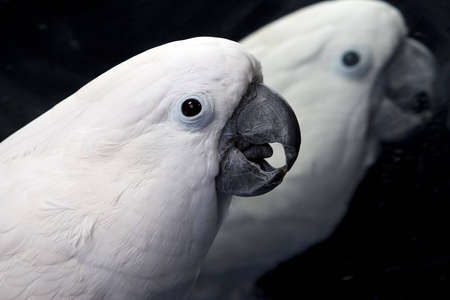 White umbrella cockatoo  portrait over blue and black backgroundの写真素材