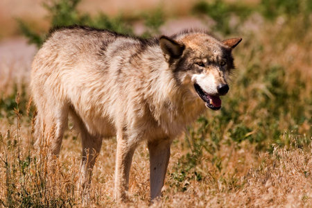 Timber Wolf in grass field