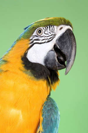 Blue and Gold Macaw portraits over a green backgroundの写真素材