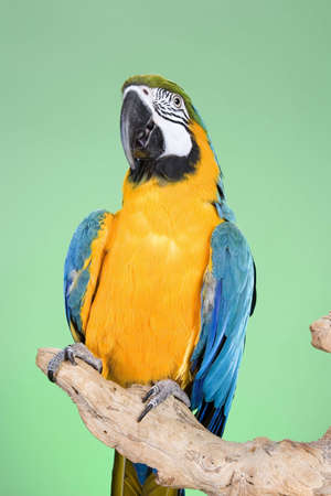 Blue and Gold Macaw portraits over a green backgroundの写真素材
