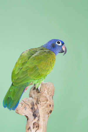 Blue Headed Pionus portrait over a green backgroundの写真素材