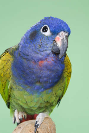 Blue Headed Pionus portrait over a green backgroundの写真素材