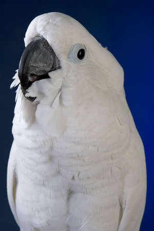 White umbrella cockatoo  portrait over blue and black backgroundの写真素材