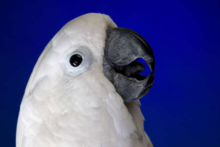 White umbrella cockatoo  portrait over blue and black backgroundの写真素材