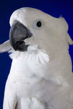 White umbrella cockatoo  portrait over blue and black backgroundの写真素材