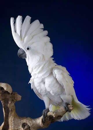 White umbrella cockatoo  portrait over blue and black backgroundの写真素材