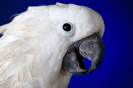 White umbrella cockatoo  portrait over blue and black backgroundの写真素材