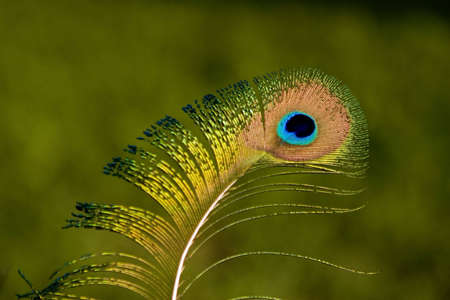peacock feather over a green backgroundの写真素材