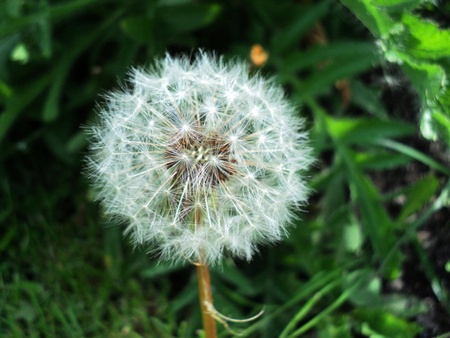 dandelionの写真素材