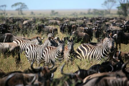 zebras among a migrating herd of wilderbeestの写真素材