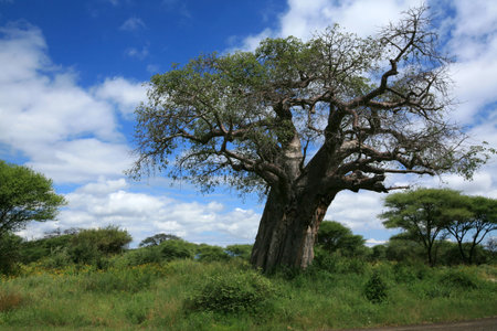 Baobab tree in Tarangire national park Tanzaniaの写真素材