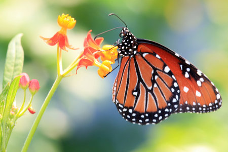 monarch butterflyの写真素材