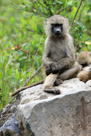savanna olive baboon (papio cynocephalus) posing in Arusha national park tanzania