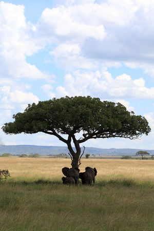 Elephant  under umbrella acacia in the serengeti plains Tanzaniaの写真素材
