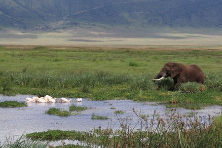 African landscape with Elephant and Pelican's in swamp Ngorongoro crater Tanzaniaの写真素材