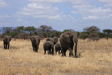 Elephant family in Tarangire national park Tanzaniaの写真素材