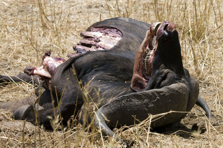 dead cape buffalo after lion attackの写真素材