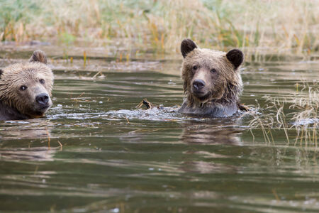 Ursus arctos horribilis brothers swimmingの写真素材