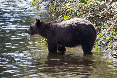 grizzly bear eating salmonの写真素材
