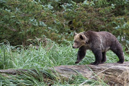 Bear on treeの写真素材