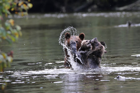 Grizzly cubs playing in the water at Glendale Cove British Columbia Canadaの写真素材