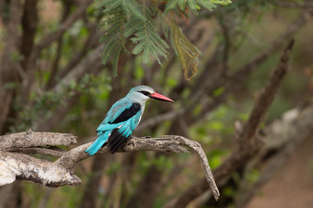 Woodland kingfisher in Kruger national park South Africaの写真素材