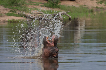 Hippo in Kruger National Park South Africaの写真素材