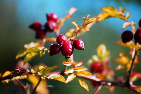 wild roseの写真素材
