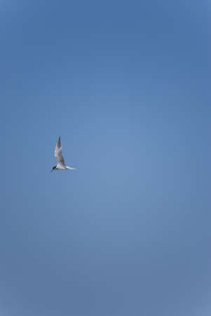 lonely bird in the blue skyの写真素材