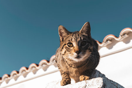 Cat climbing on the ledge of a door with the roof of the house in the background and the skyの写真素材