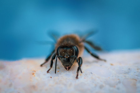 Bee resting on the edge of a pool with head in focus and body out of focus, in the background of the pool. Concept nature, wildlife, pollination, restingの写真素材