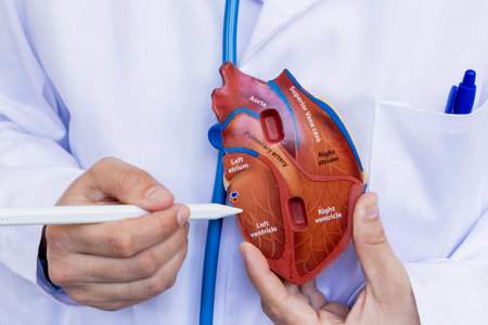 A close-up of a doctor holding and pointing to an anatomical model of the human heart with a pen. The model displays labeled sections such as atriums, ventricles, and arteries, used for educational or medical training purposesの写真素材